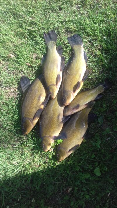 Tench ×6