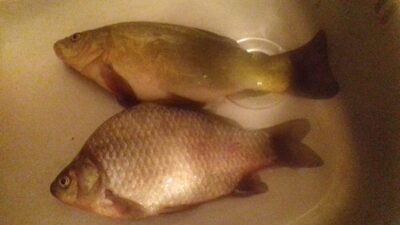 Tench