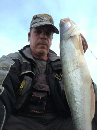 Pike perch, 1.4 kg