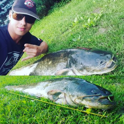 Wels catfish