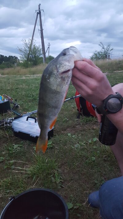 Eurasian perch — Baisogalos I-asis