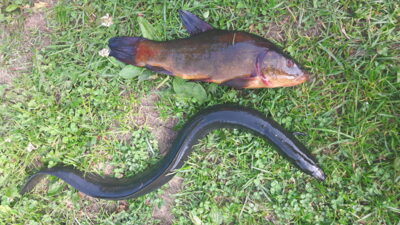 European eel, 0.1 kg