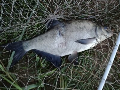 Carp bream