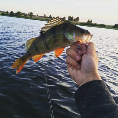Eurasian perch