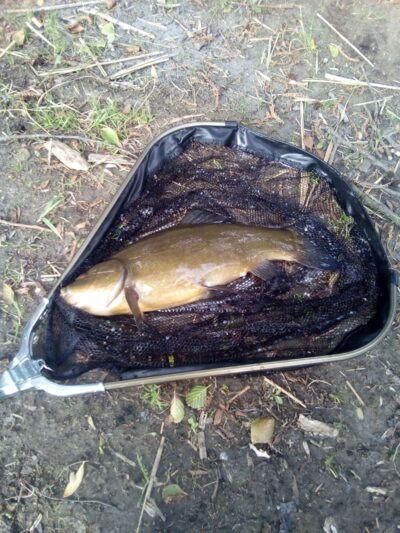 Tench, 1.8 kg