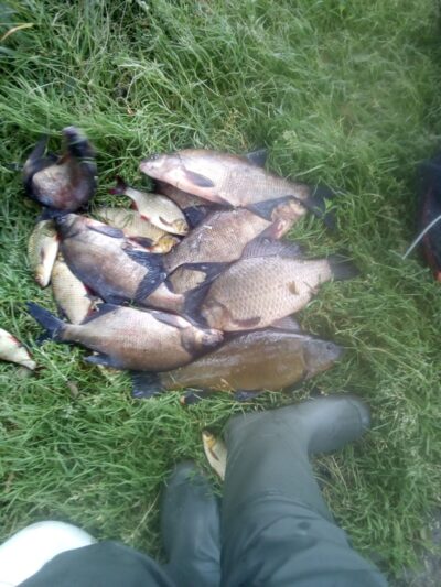 Prussian carp, 1.0 kg