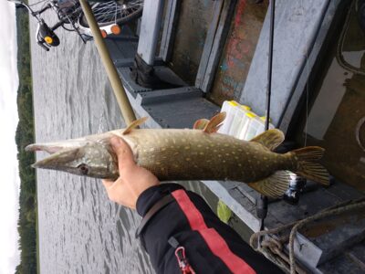 Northern Pike, 1.6 kg