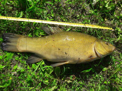 Tench, 2.1 kg — Karklėnų