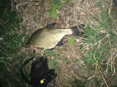 Carp bream, 1.5 kg — Rubikių