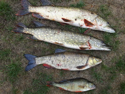 Northern Pike ×4 — Minija
