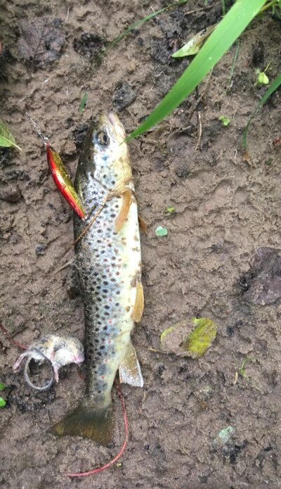 Brown Trout