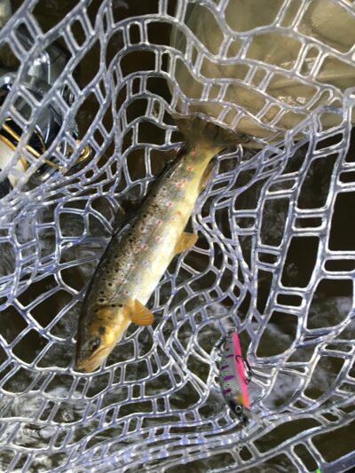 Brown Trout