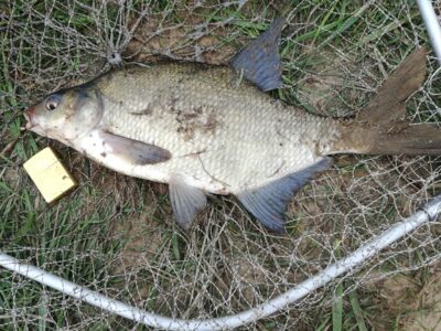 Carp bream ×2