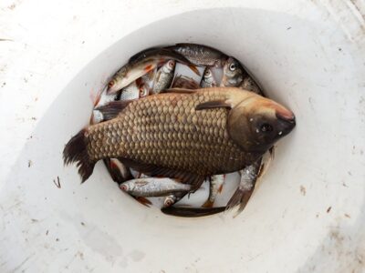 Prussian carp, 1.5 kg — Tverų
