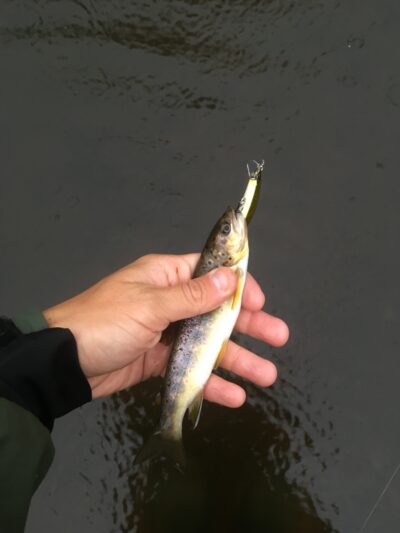 Brown Trout