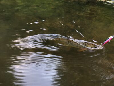 Brown Trout