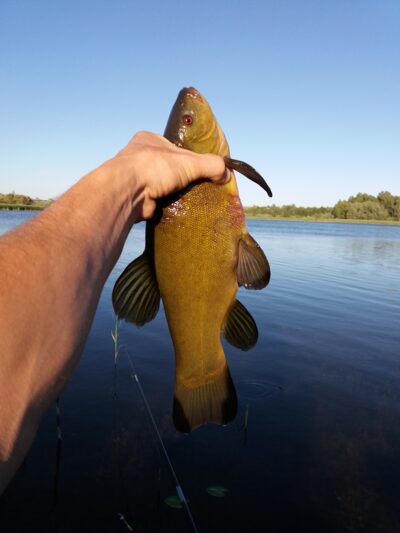 Tench, 0.9 kg