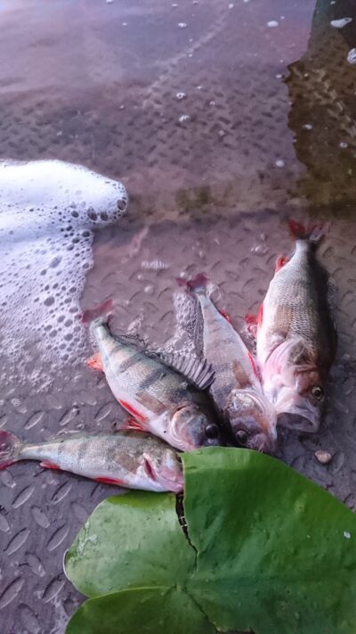Eurasian perch