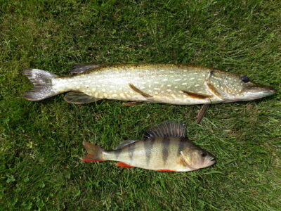 Northern Pike, 1.2 kg — Šventoji