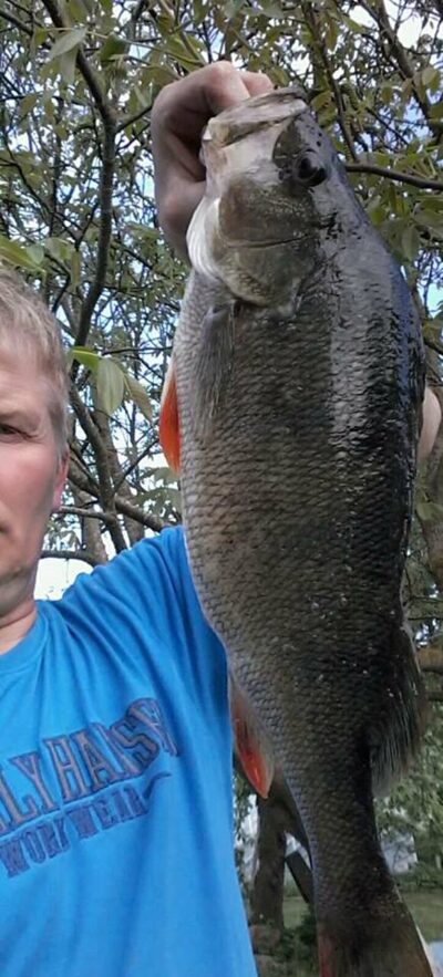 Eurasian perch, 1.7 kg