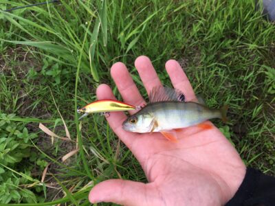 Eurasian perch, 0.1 kg