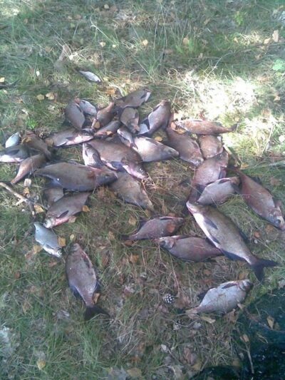 Carp bream ×28 — Kaunas reservoir