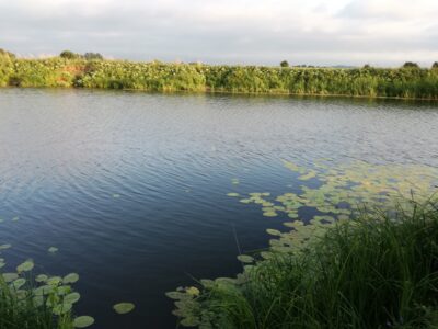 Carp bream