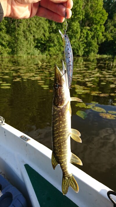 Northern Pike