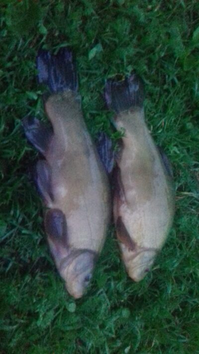 Tench ×2