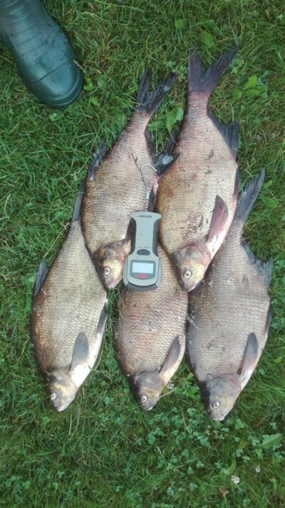 Carp bream ×5