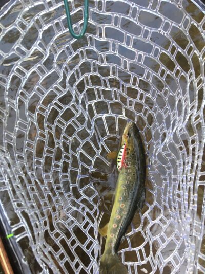 Brown Trout