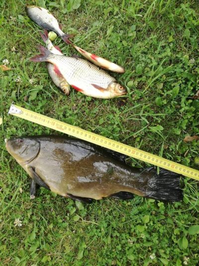 Tench, 1.6 kg