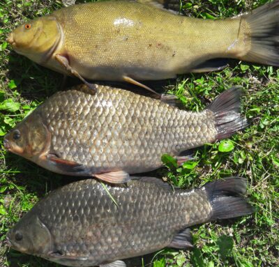 Prussian carp, 2.0 kg — Karklėnų