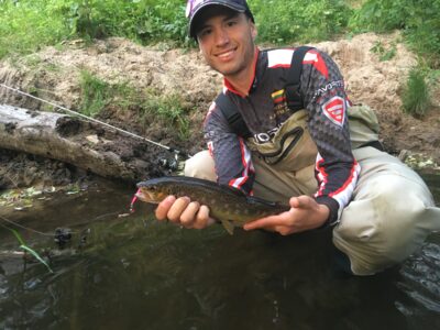 Brown Trout
