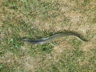 European eel, 1.2 kg — Pakasas