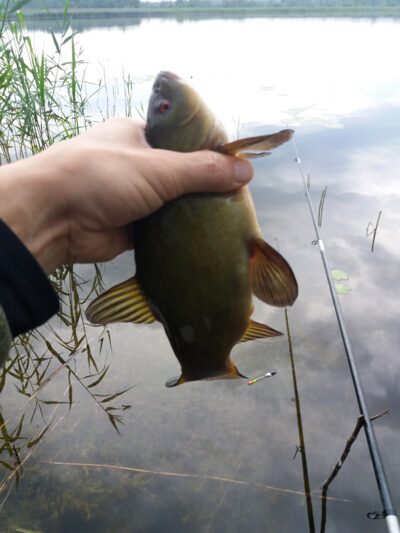 Tench ×2
