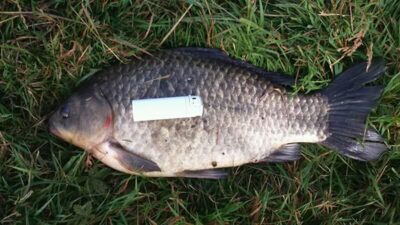 Prussian carp, 2.1 kg