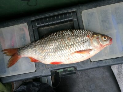 Roach, 0.7 kg