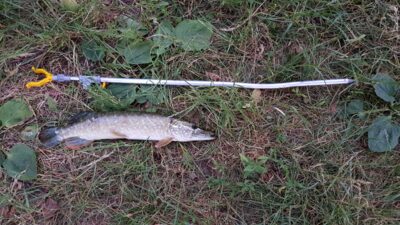 Northern Pike — Glūkas