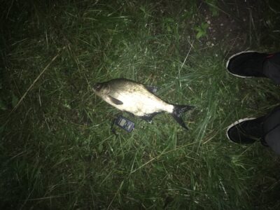 Carp bream, 1.2 kg — Rubikių