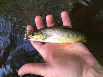 Brown Trout