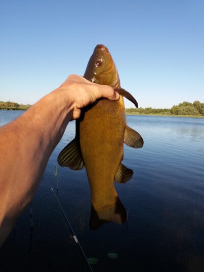 Tench, 1.0 kg