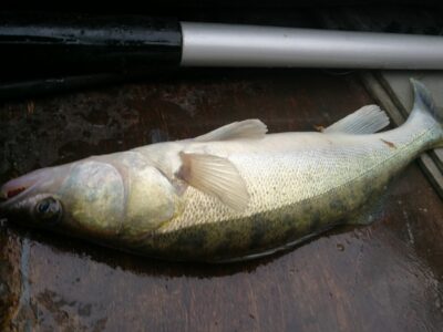 Pike perch, 1.1 kg