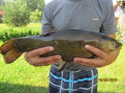 Tench, 1.8 kg