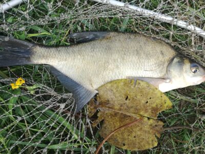Carp bream