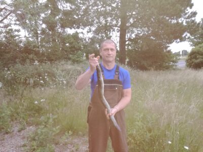 European eel, 1.0 kg — Dortmund-Ems-Kanal