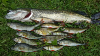 Northern Pike, 1.7 kg — Arinas