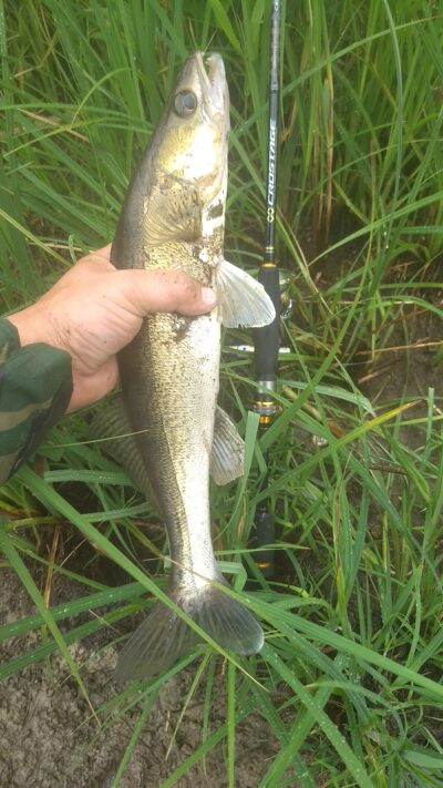 Pike perch