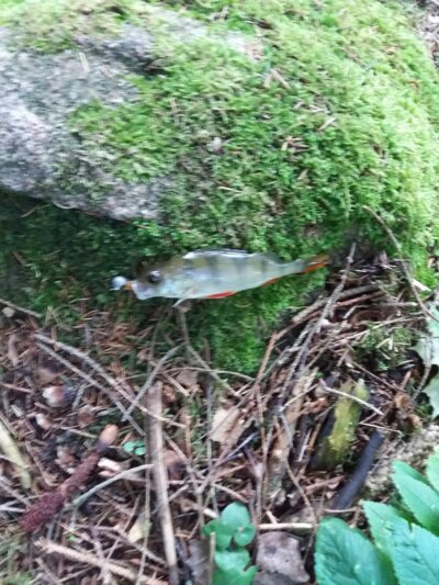 Eurasian perch