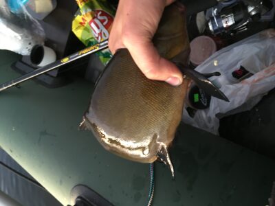 Tench, 0.5 kg — Nevėža